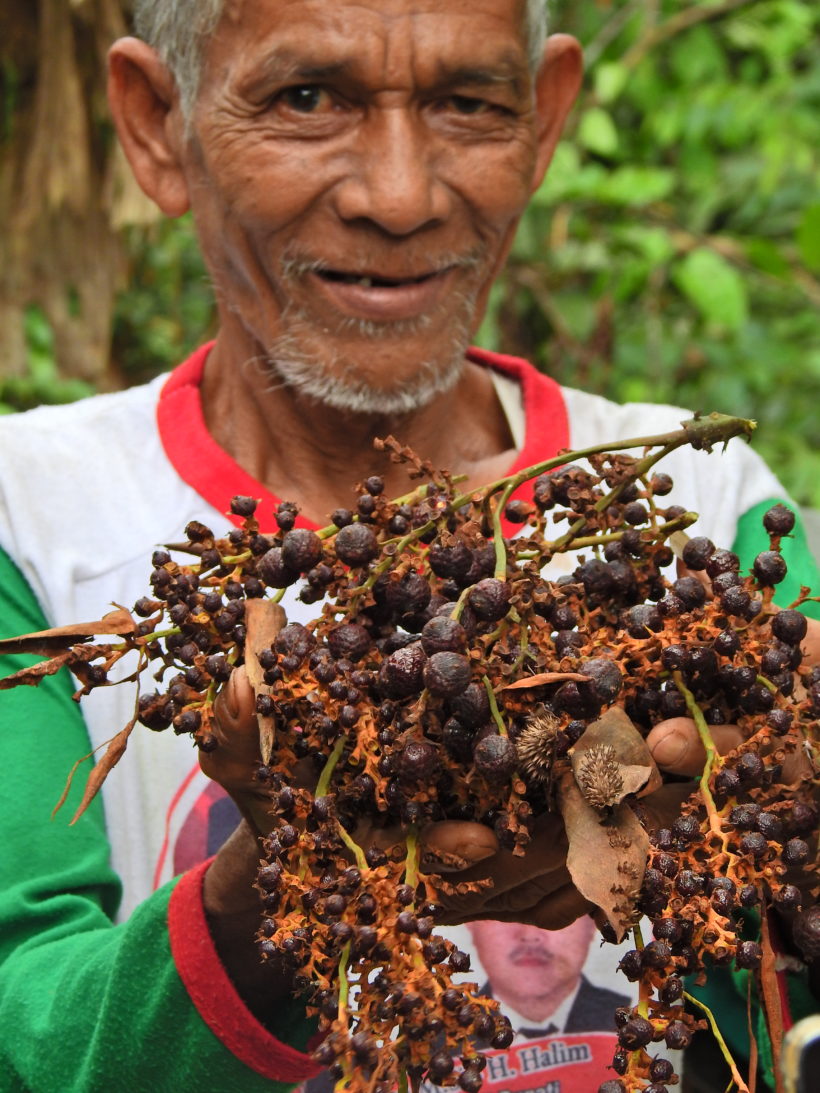 Rotan Jernang