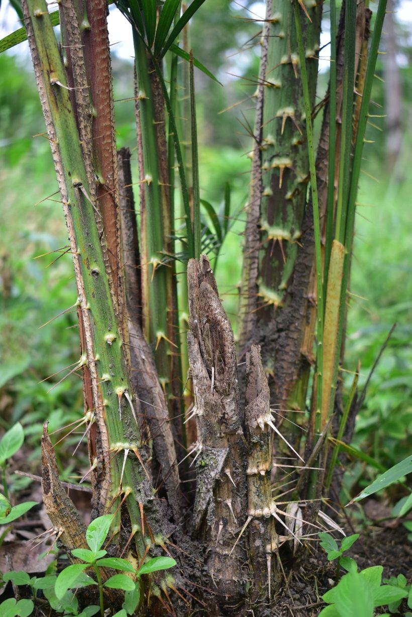 Rotan Jernang